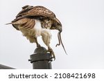 A closeup shot of a hawk eating a snake on the white background