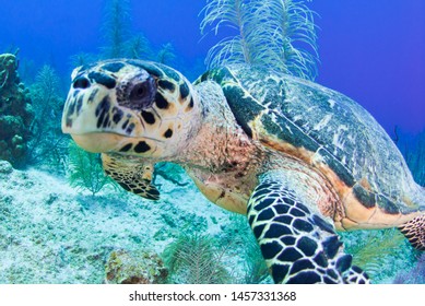 A Closeup Shot Of A Hawksbill Turtle In The Caribbean Sea. The Shot Was Taken In The Cayman Islands By A Scuba Diver