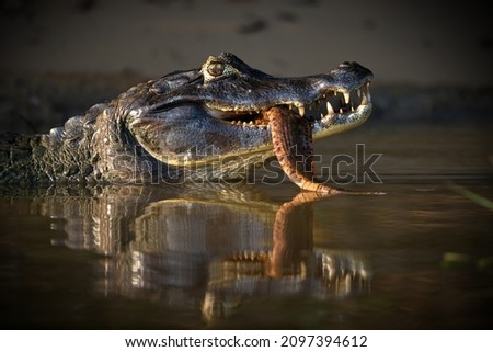 A close-up shot of a head of a black caiman with a big fish in its mouth with its reflection on the river  Pantanal, Brazil