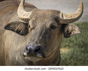 A Closeup Shot Of The Head Of A Carabao