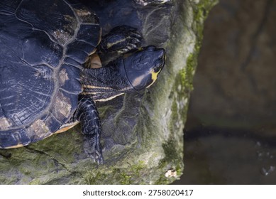 A close-up shot of the head and shell of a turtle resting on a rocky shore. The image captures the skin texture with typical yellow stripes and the structure of the carapace. Photographed in a natural habitat by a water body, ideal for documentary and nature-related purposes.