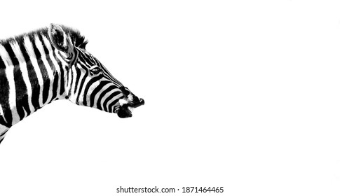 A Closeup Shot Of The Head Of A Zebra Isolated On White Background