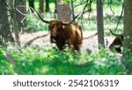 A closeup shot of a Highland cattle breed grazing in the nature