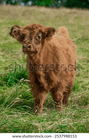 Young cattle Cattle Calf