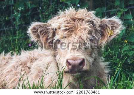 The closeup shot of a Highland Cow-Calf