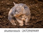 The  close-up shot highlights the northern hairy-nosed wombat in the wild environment.