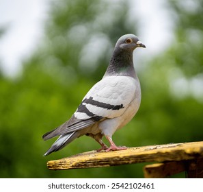 A closeup shot of a Homing pigeon perched on the metallic fence with blurred background - Powered by Shutterstock