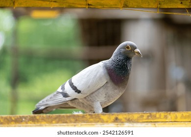 A closeup shot of a Homing pigeon perched on the metallic fence with blurred background - Powered by Shutterstock