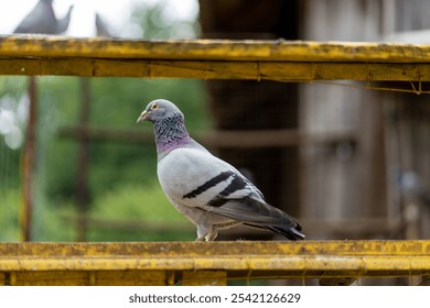 A closeup shot of a Homing pigeon perched on the metallic fence with blurred background - Powered by Shutterstock