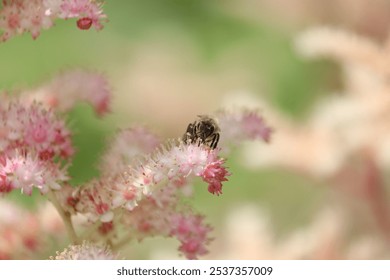 A closeup shot of a honeybee pollinating pink flowers on a field - Powered by Shutterstock