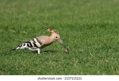 A Close-up Shot Of A Hoopoe Extracting A Grub With Its Beak From Beneath The Grass. 