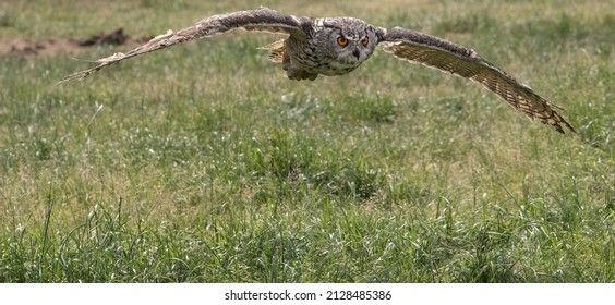 A Closeup Shot Of A Horned Owl Flying Above The Grass