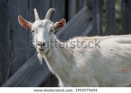A closeup shot of a horned white goat on a farm