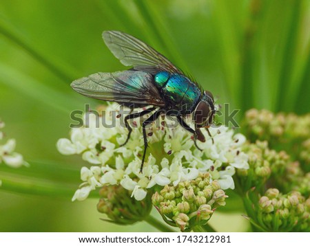 A closeup shot of a housefly on a flower