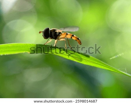 A closeup shot of a hover fly on a plant leaf