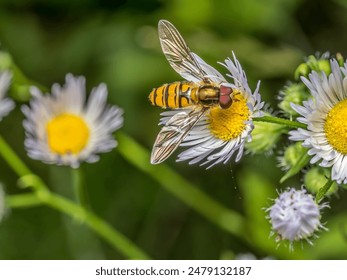 Closeup shot of hoverfly pollinating wild flowers - Powered by Shutterstock