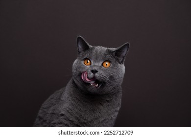 Close-up shot of a hungry British Shorthair cat delicately licking its whiskers while gazing to the side. The dark  background complimenting soft and dense fur of the domestic cat.