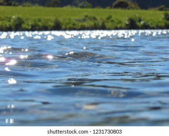 Closeup Shot Of The Hutt River