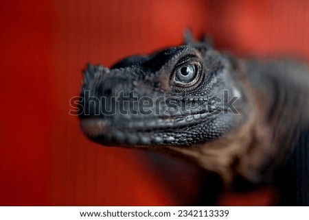 Close-up shot of Iguana on red background