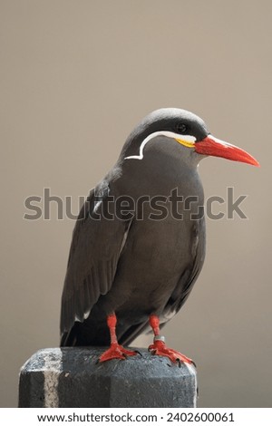 A close-up shot of Inca tern bird perched atop a rock pole on a blurred background