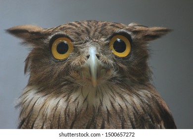 Indian Barn Owl Photos and Images & Pictures | Shutterstock