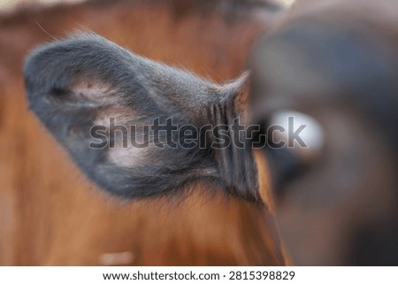 Close-up shot of the inner ear structure and dark hair of a young calf.
