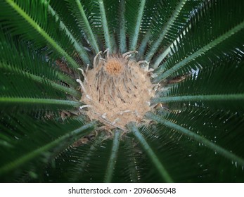 A Closeup Shot Of The Inside Of A Sago Palm Plant