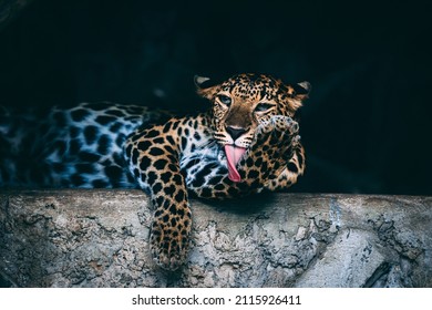 A closeup shot of a jaguar licking its paws while lying on a stone