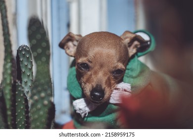 A Closeup Shot Of A Japanese Terrier Looking Into The Camera