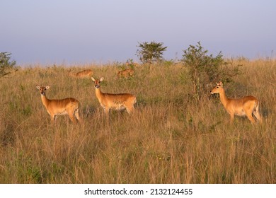 A closeup shot of kobs in the national park of Uganda