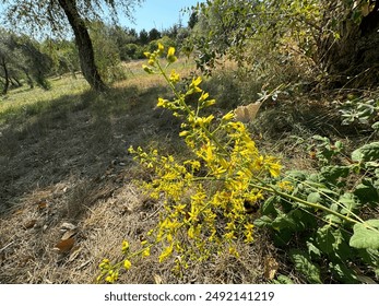 Close-up shot of Koelreuteria paniculata blossom. Golden rain trees, its botanical name is Koelreuteria paniculata. Pride of India, China and the varnish tree. Close-up of yellow flowers. - Powered by Shutterstock