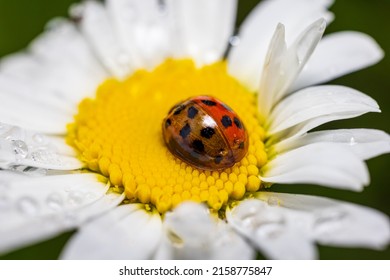 A Closeup Shot Of A Lady Bug On A Daisy Flower