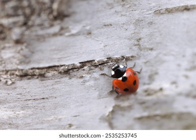 Close-up Shot of Ladybug on Natural Wooden Surface - Powered by Shutterstock