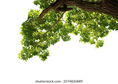 Close-up shot of a large tree at an elevated angle under the tree in natural light, isolated on a white background.