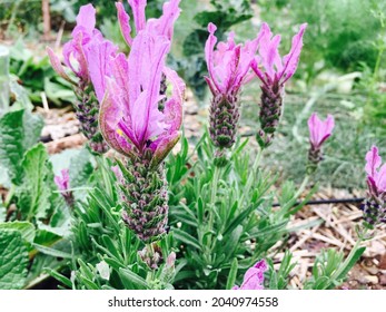 A Closeup Shot Of Lavandula Latifolia Flowers In A Garden