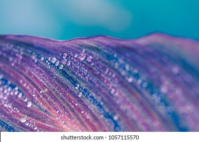 Closeup Shot Of A Leaf With Water - Artistic Macro