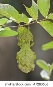 Closeup Shot Of A Leaf-insect, Phylliidae, On A Guava Tree