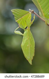 Closeup Shot Of A Leaf-insect, Phylliidae, On A Guava Tree