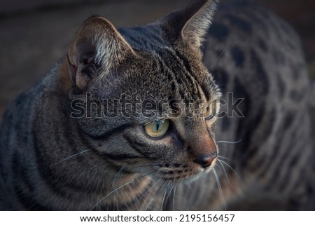 A closeup shot of a leopard cat neb by autumn day