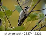 A closeup shot of a Lesser spotted woodpecker