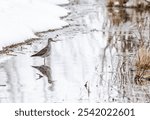 A closeup shot of a lesser yellowleg walking in the water in winter