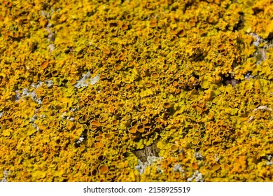 A closeup shot of Lichens symbiotic fungi and algae