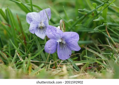 A close-up shot of a light blue dog-violet (Viola Canina) 