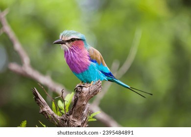 A closeup shot of the Lilac-breasted Roller perched on a tree branch - Powered by Shutterstock