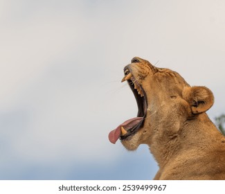 A closeup shot of a lioness yawning with her mouth wide open showing teeth - Powered by Shutterstock