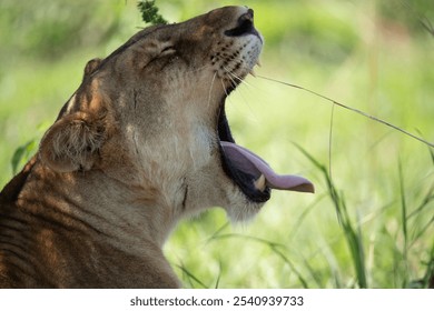 A closeup shot of a lioness yawning on a grassy field in Uganda - Powered by Shutterstock