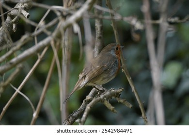 A closeup shot of little European robin bird perching on tree branches in blurred background - Powered by Shutterstock