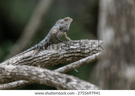 A closeup shot of a  lizard crawling on the tree