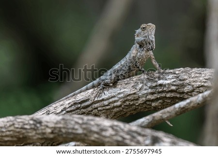 A closeup shot of a  lizard crawling on the tree