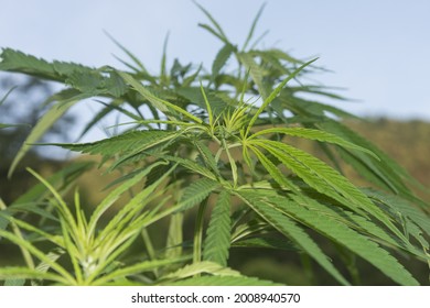 A Closeup Shot Of Long Green Poison Ivy Leaves